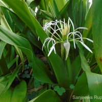 Crinum asiaticum L.